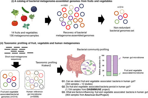 Evidence for the presence of fruit and vegetable bacteria in the human gut. (Taylor & Francis Online/BioRender)