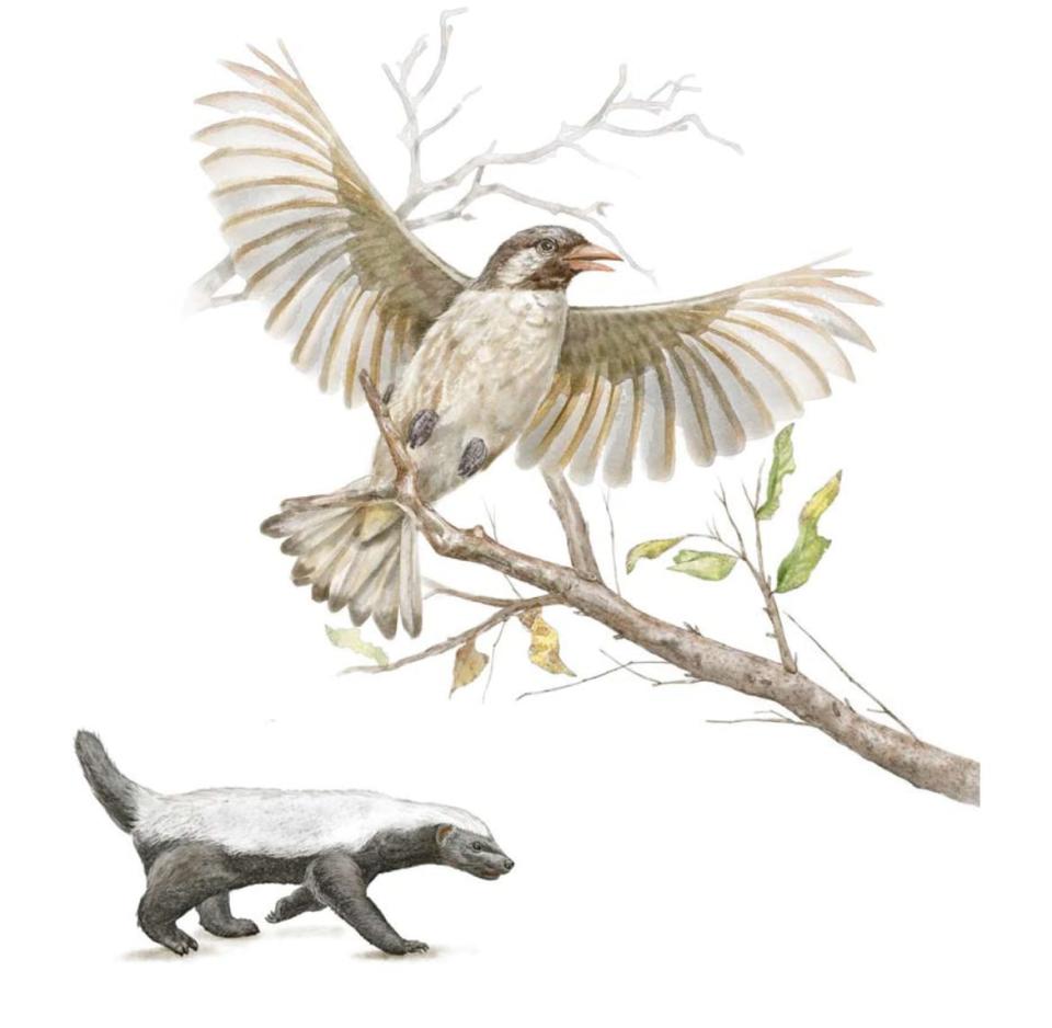 <div class="inline-image__title">Greater Honeyguide</div> <div class="inline-image__credit">Illustration by Ryuto Miyake</div>