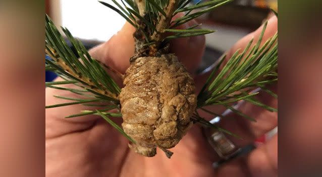 Earlier this month Daniel Reed shared a photo of the brown cluster on his pine tree to Facebook. Photo: Facebook