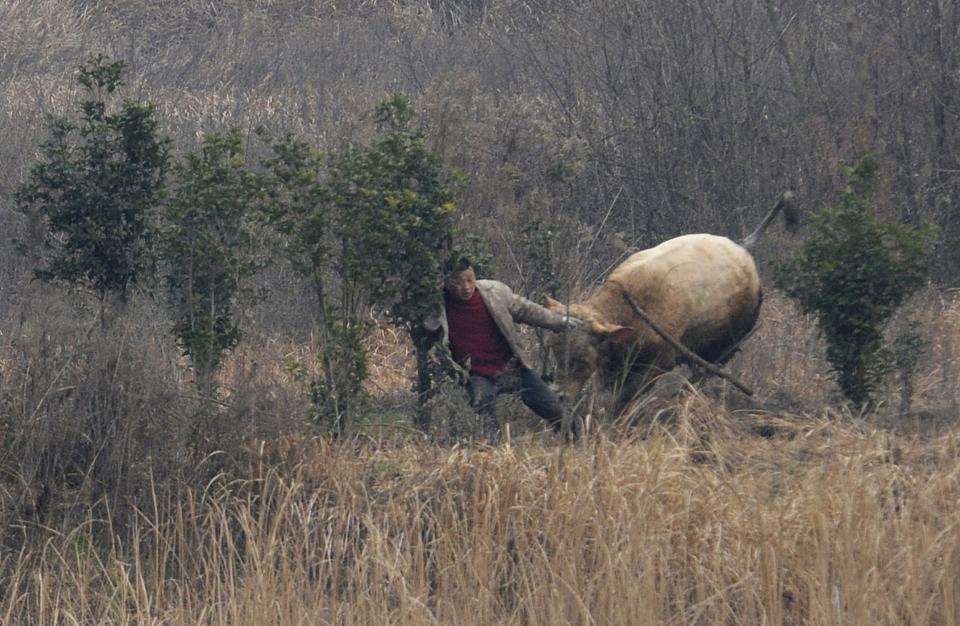 A cow, which escaped from a truck, attacks a farmer trying to catch it in Liangdun village of Nangang township, Anhui province December 15, 2013. The 700 kilogram (1,543 lb) cow attacked several farmers before being shot dead by policemen, local media reported. Picture taken December 15, 2013. REUTERS/China Daily (CHINA - Tags: ANIMALS SOCIETY) CHINA OUT. NO COMMERCIAL OR EDITORIAL SALES IN CHINA