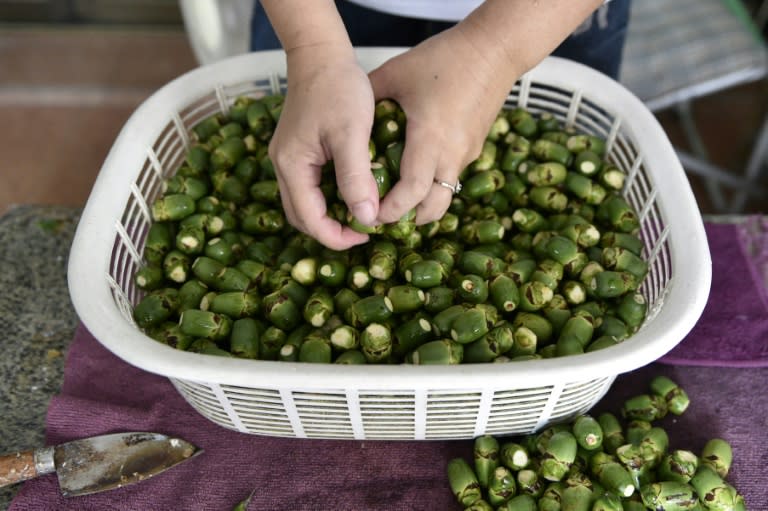 But the green nut, which is often wrapped in a betel leaf spread with slaked lime to enhance the stimulative effect, is still ubiquitously available at roadside kiosks across the island and chewed by millions daily