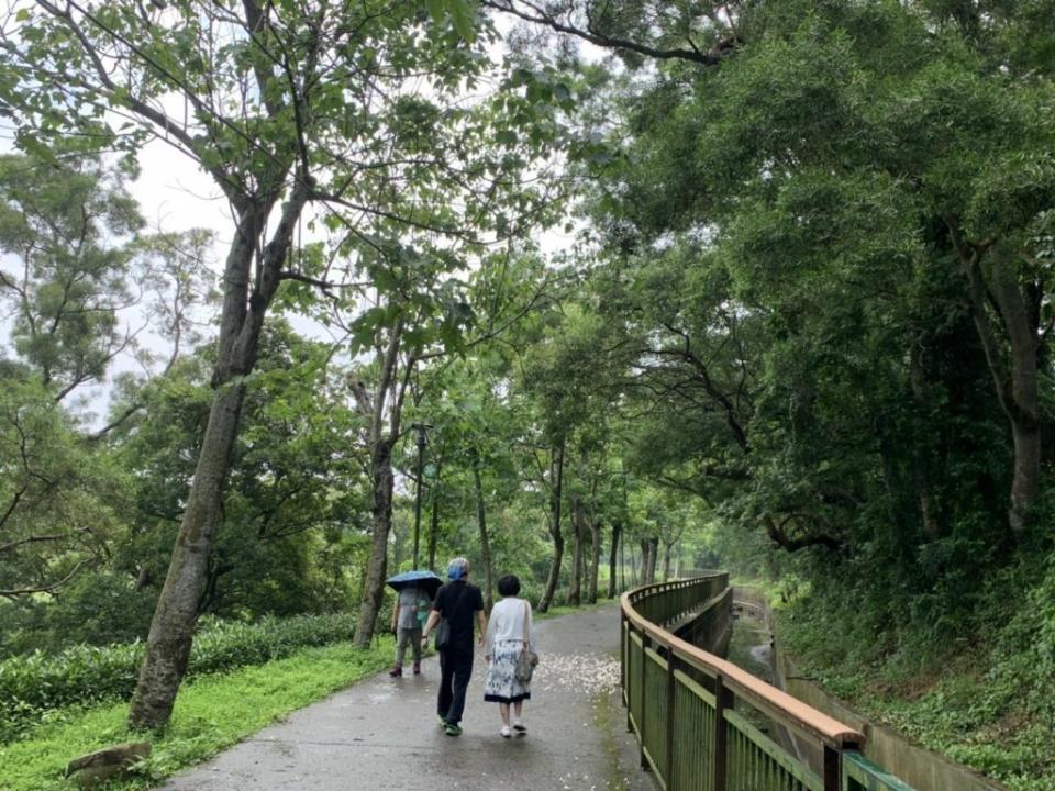 外埔區水流東油桐花開時節即將截止，喜歡看五月雪（桐花）的遊客勿失眼福，否則就要等待明年。（記者陳榮昌攝）