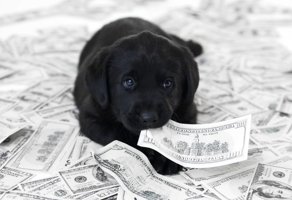 Dog laying on money and holding a bill in his teeth