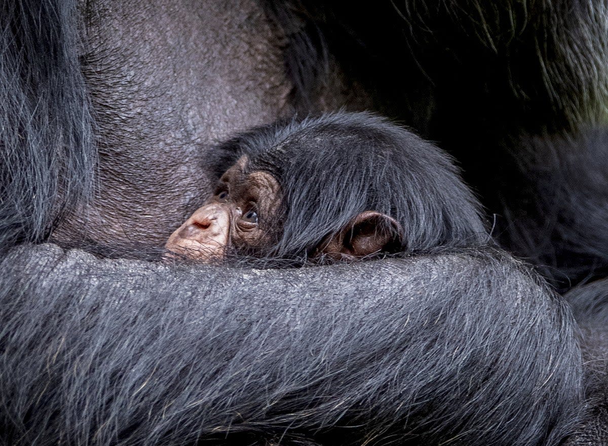 Family ties give animals reasons to help or harm as they age, research suggests (Peter Byrne/PA) (PA Archive)