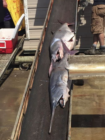 Female paddlefish are sent on a conveyor belt as crews from North Star Caviar weigh and measure them in Williston, North Dakota May 2, 2015. REUTERS/Ernest Scheyder