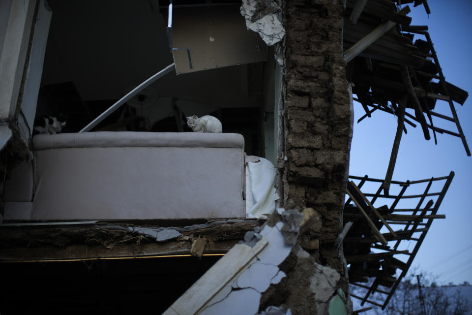 Two cats are seen in a destroyed hous in the village of Polat, Turkey, Sunday, Feb. 12, 2023. Five days after two powerful earthquakes hours apart caused scores of buildings to collapse, killing thousands of people and leaving millions homeless, rescuers were still pulling unlikely survivors from the ruins. (AP Photo/Francisco Seco)