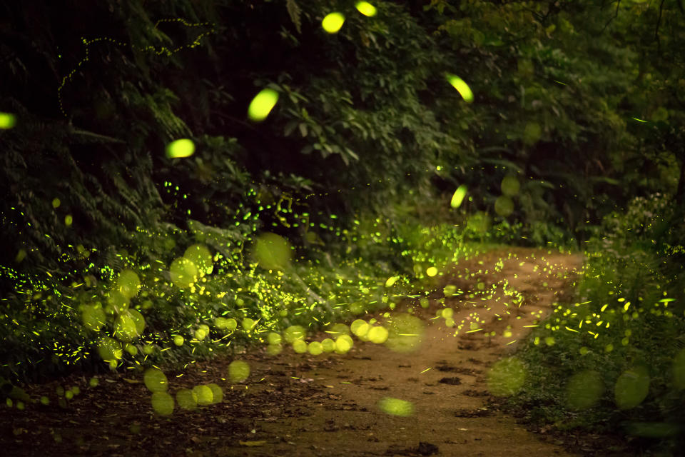 Group of fireflies moving through lonely road