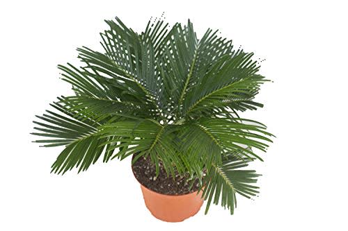 Sago Palm (Cycad) - 6