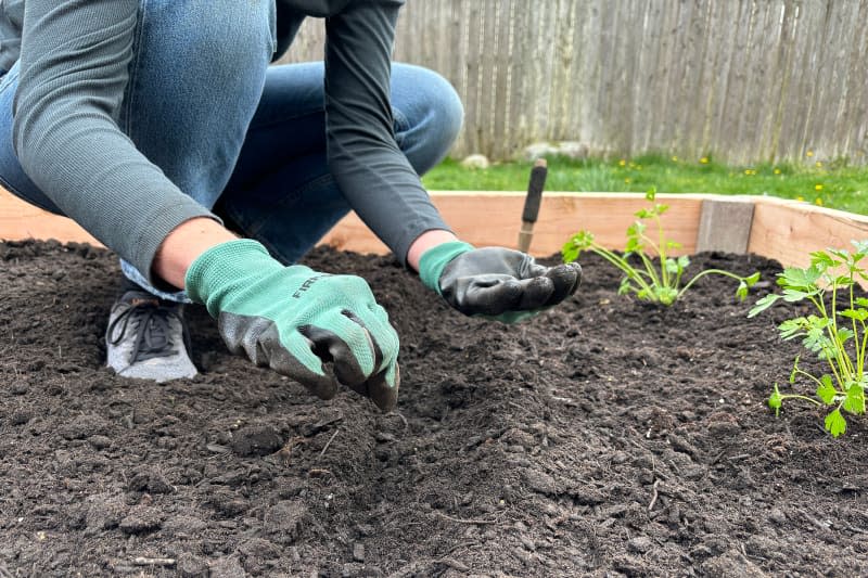 Gardener planting seeds in new raised bed.