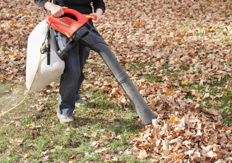 Using a leaf vacuum to vacuum large quantities of fallen leaves.