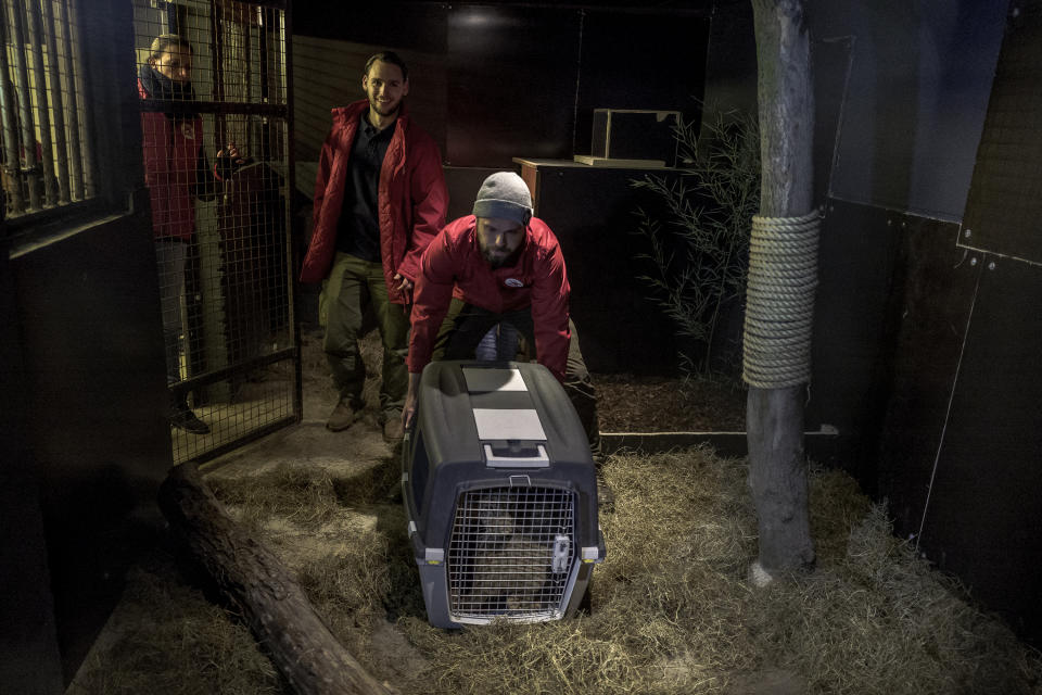 Four Paws staff members carry Terez and Masoud to the FELIDA Big Cat Centre, where the lions cubs will live after being rescued from Razgrad Zoo in Bulgaria. (Photo: Omar Havana/Four Paws)
