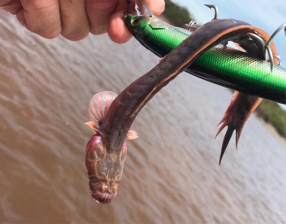 A fisherman was left baffled to reel in a purple ‘alien’ looking creature with sharp teeth in the NT. Source: Outback Boat Hire/Facebook