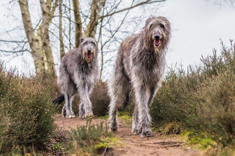 Scottish Deerhounds are well-suited to our climate