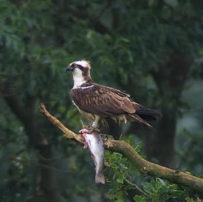 Ospreys "Leicestershire and Rutland Wildlife Trust"