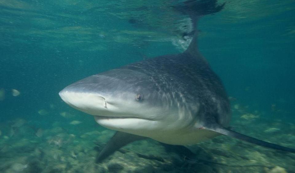 <p>A bull shark, similar to one that apparently attacked a Texas man, is pictured here. Photo: Wikicommons</p>