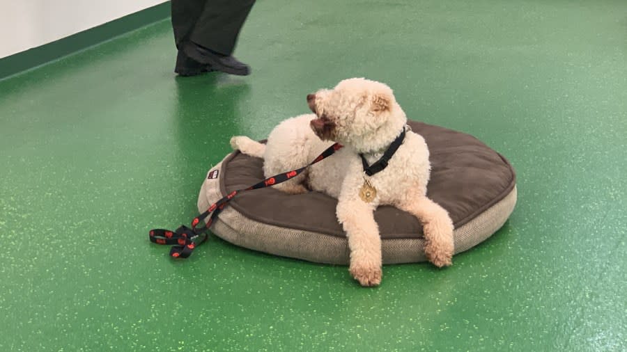 Bolo the therapy dog (Photo: WKRN)