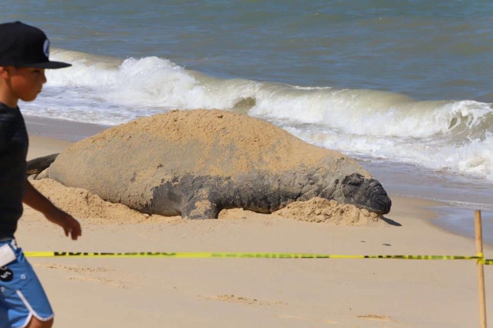 panchito elefante marino san felipe