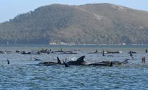 This photograph taken on September 21, 2020 shows a pod of whales stranded on a sandbar in Macquarie Harbour on the rugged west coast of Tasmania. (Photo by - / POOL / AFP) (Photo by -/POOL/AFP via Getty Images)