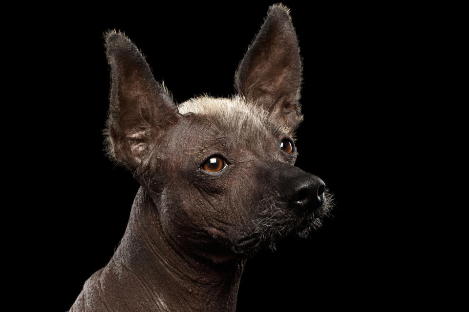 Hay varias razas de perros sin pelo, algunos son originarios de México, también de Perú, Argentina y China. Foto: Seregraff/Getty Images