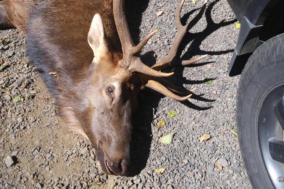 A hunter was killed by a bull elk that he had shot with an arrow the day before: Oregon State Police
