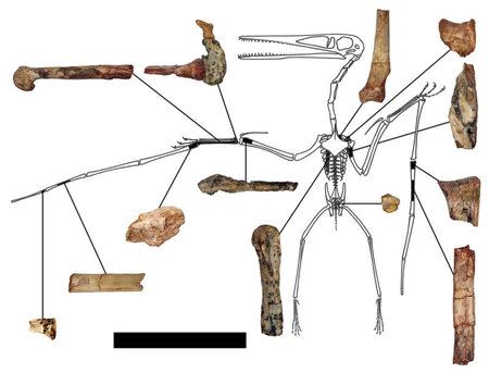 The fragmentary remains of the Kryptodrakon progenitor found in the famed "dinosaur death pits" area of the Shishugou Formation in northwest China are seen in an undated illustration courtesy of Brian Andres. Scientists on Thursday said they have found a fossil from 163 million years ago that represents the oldest known example of a lineage of advanced flying reptiles that later would culminate in the largest flying creatures in Earth's history. REUTERS/Illustration by Brian Andres/Outline by Peter Wellnhofer/Handout