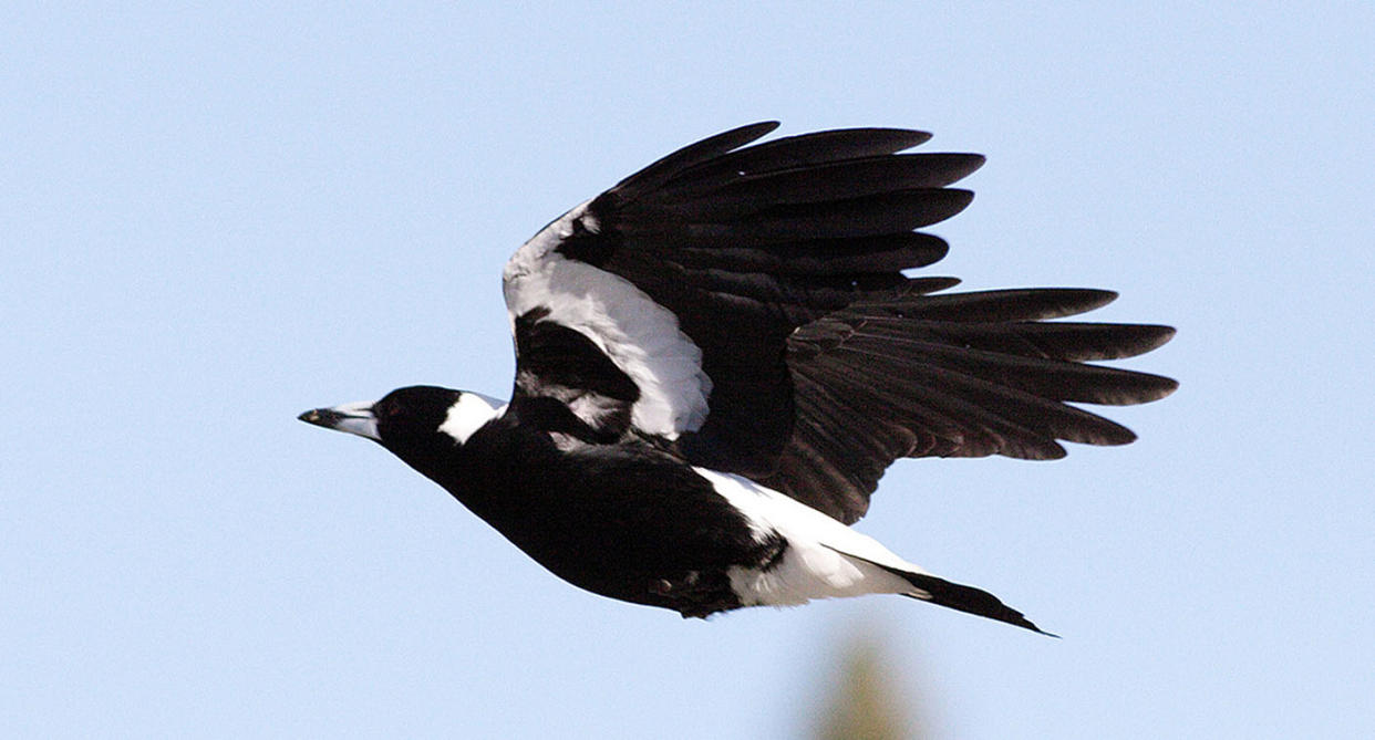 Swooping birds are becoming problematic for cyclists as the breeding season gets underway. Pictured is a file image of a magpie.