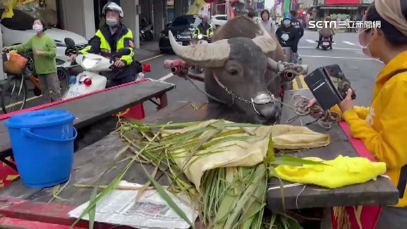 宜蘭的元宵鞭春牛活動，吸引許多民眾。