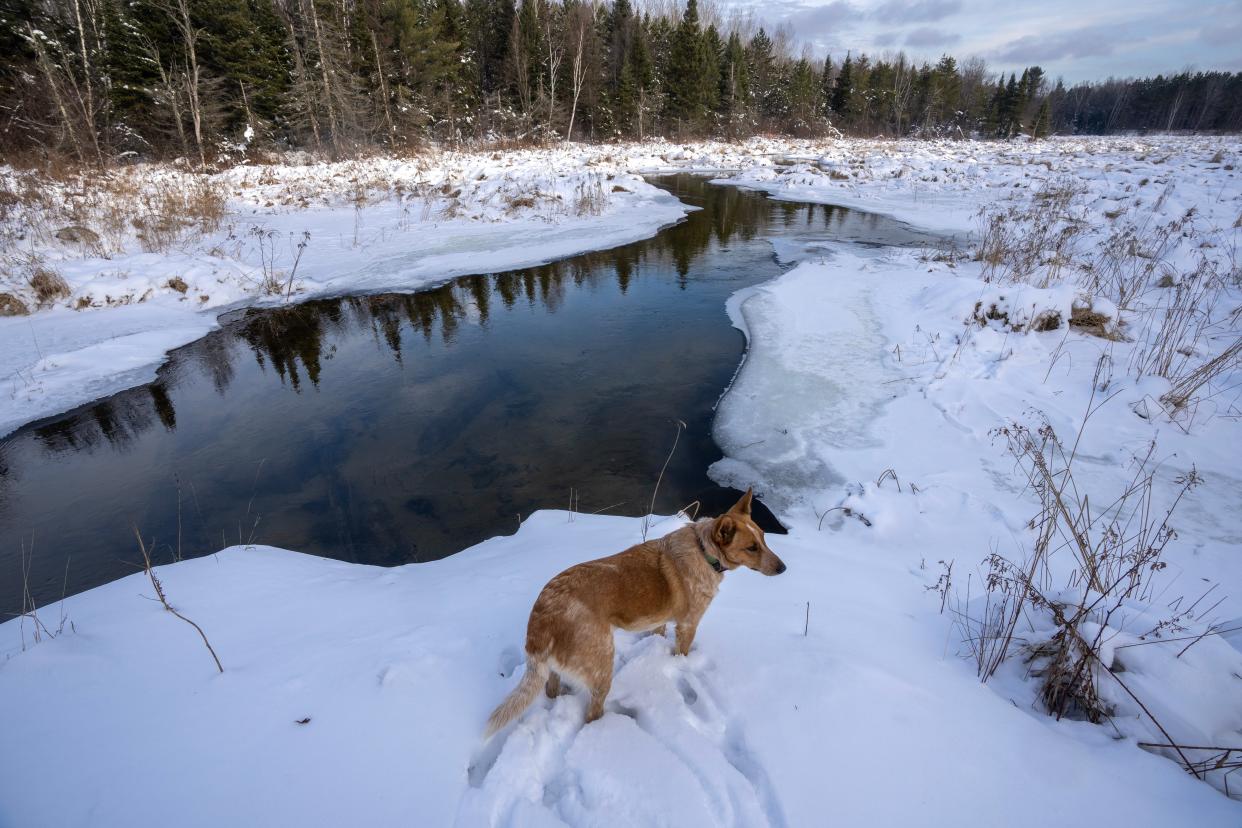 A dog named Lulu stands next to the Pelican River Thursday, December 29, 2022 in the Pelican River Forest between Rhinelander and Crandon, Wis. It is bisected by Highway 8 east of Rhinelander and straddles the Great Lakes and Mississippi River watersheds.In October, the Wisconsin Natural Resources Board signed off on a $15.5 million conservation easement for more than 56,000 acres in northern Wisconsin.It is the largest land conservation effort in state history. That deal is on hold after an objection arose in the state Legislature's Joint Committee on Finance.