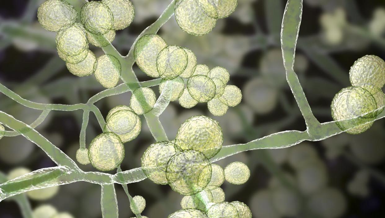 <span class="caption">Multidrug-resistant _Candida auris_ can cause serious infections among patients in hospitals and other group medical care settings.</span> <span class="attribution"><a class="link " href="https://www.gettyimages.com/detail/illustration/candida-auris-fungi-illustration-royalty-free-illustration/1193685213" rel="nofollow noopener" target="_blank" data-ylk="slk:Science Photo Library via Getty;elm:context_link;itc:0;sec:content-canvas">Science Photo Library via Getty</a></span>