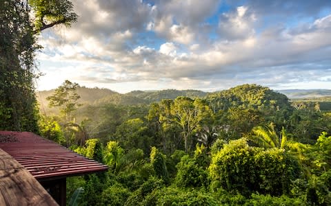 Rainforest in Belize - Credit: GETTY