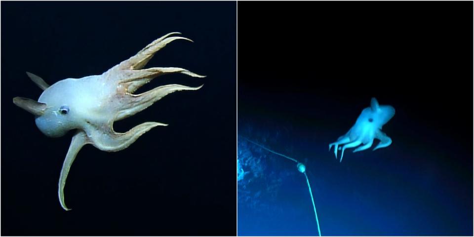 Nebeneinander liegende Bilder zeigen den Dumbo-Kraken, der mehr als 5.500 Fuß unter der Erde gefangen ist. - Copyright: Ocean Exploration Trust / NOAA