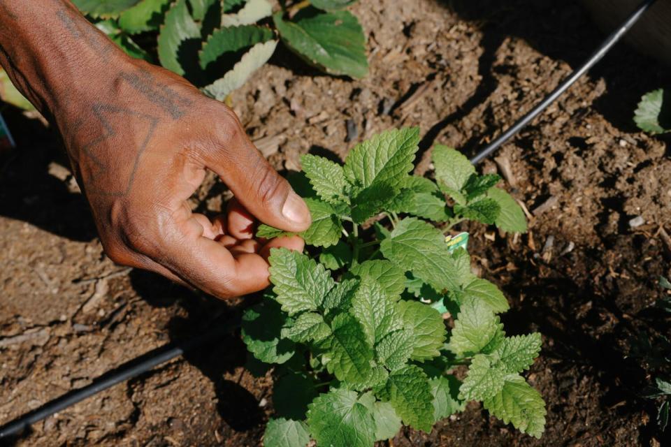 A hand reaches toward a lemon balm plant in the ground.