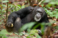 DisneyNature's "Chimpanzee" - 2012