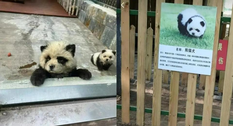 中國江蘇泰州動物園展出「貓熊犬」。翻攝澎湃新聞