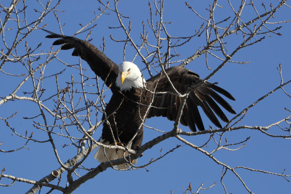 FILE - In this Feb. 6, 2020, file photo, a bald eagle lands in a tree overlooking the Des Moines River in Des Moines, Iowa. The number of American bald eagles has quadrupled since 2009, with more than 300,000 birds soaring over the lower 48 states, government scientists said Wednesday, March 24, 2021, in a new report. (AP Photo/Charlie Neibergall, File)