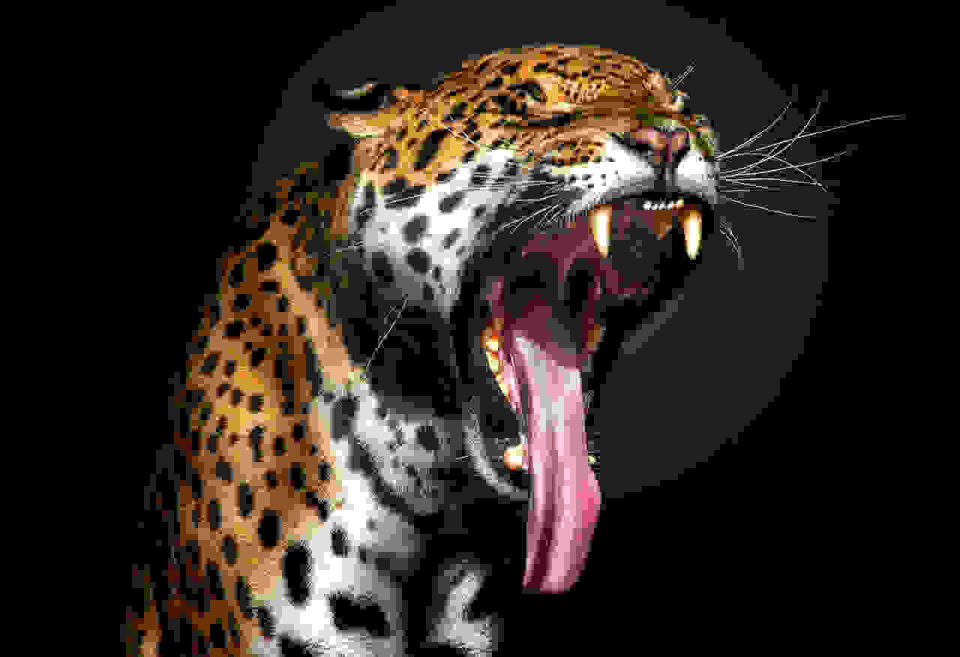 A leopard opens its mouth to yawn. (Photo: Pedro Jarque Krebs/Caters News)