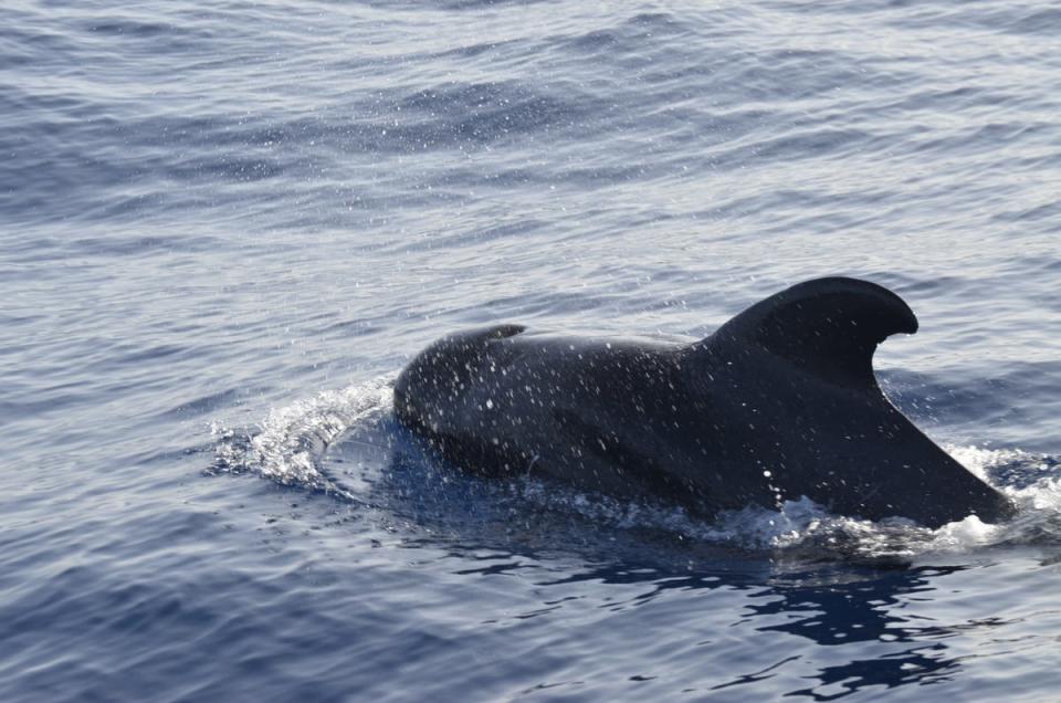 Short-finned pilot whales are rarely found this far north (Georg Hantke)