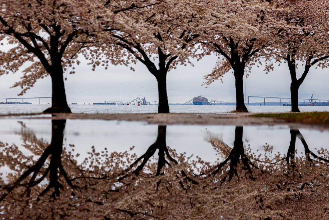 The collapsed Francis Scott Key Bridge is seen through trees at the water's edge.