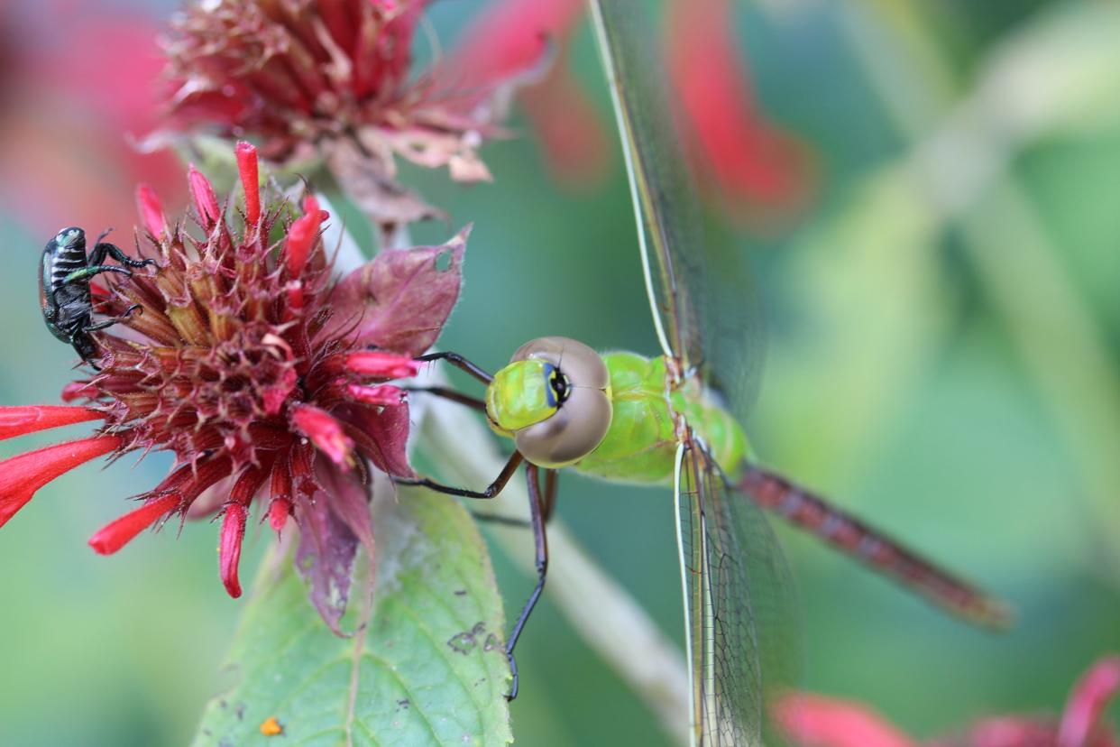 Dragonflies commonly fly south in the winter.