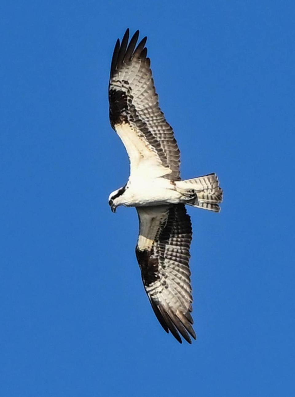 An osprey flies over the Milburn Pond north of Fresno on Thursday, March 14, 2024.