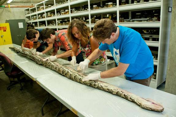 Once the scientists have finished examining the huge Burmese python, the snake will be mounted for exhibition at the Florida Museum of Natural History for about five years, and then returned for exhibition at Everglades National Park.