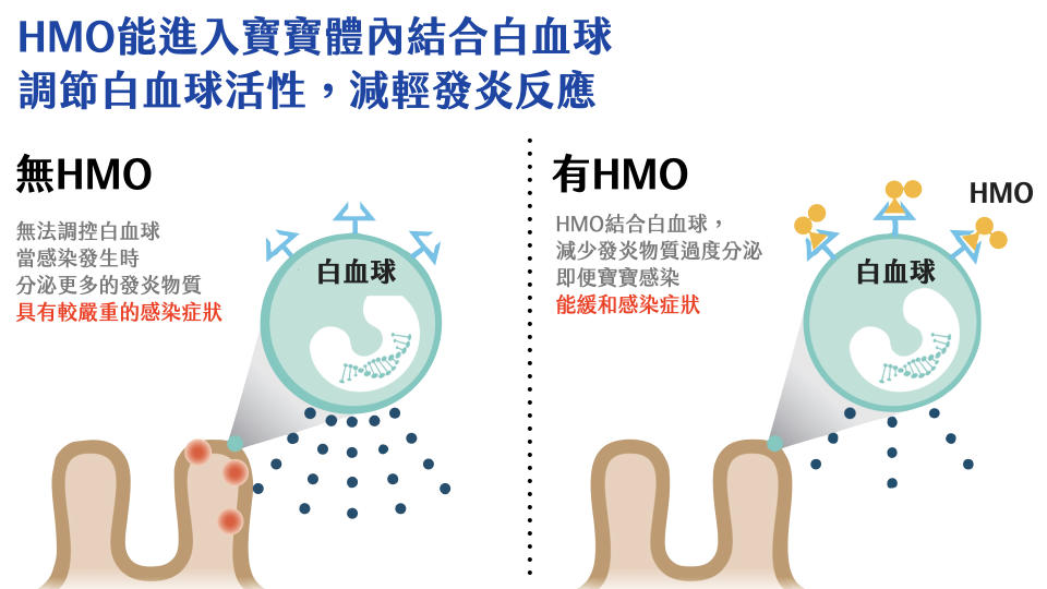 HMO 能進入寶寶體內結合白血球，調節白血球活性，減輕發炎反應。