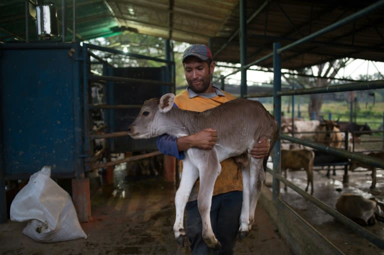 Among the animals targeted are dairy cows -- one cow alone can produce 4,000 liters of milk a year