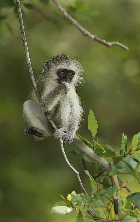 A vervet monkey in Kruger National Park in Skukuza, South Africa.