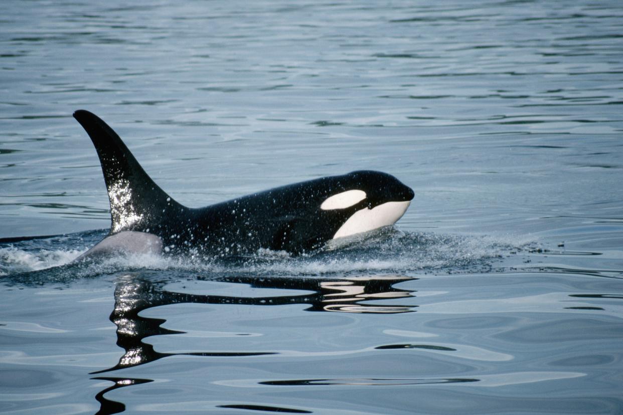 An orca