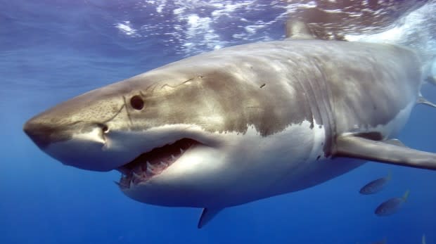 Shark week: 7 things way more likely to kill you than sharks