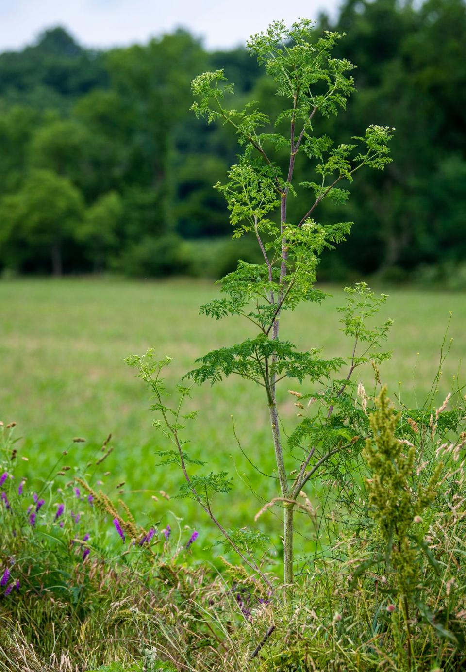 There are several places where people can report finding poison hemlock, an invasive and toxic species, including the Invasive and Exotic Species of North America website.