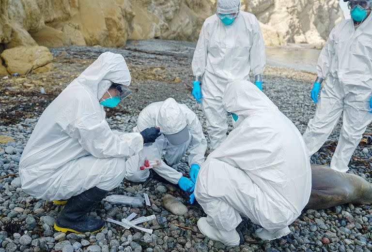 Fotografía sin fecha publicada por el Servicio Nacional de Áreas Naturales Protegidas por el Estado (Sernanp) del Perú el 3 de marzo de 2023, muestra a técnicos analizando los restos de leones marinos muertos arrastrados a la costa en la Reserva Nacional de Paracas, en Perú. El mundo se enfrenta a un feroz brote del virus de la gripe aviar H5N1 también detectado en mamíferos y recientemente en algunos humanos