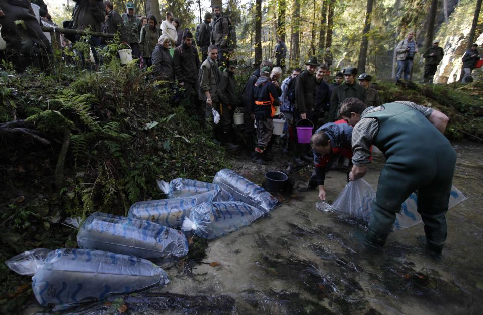 Volunteers line up as fishermen take out salmon fry from oxygen bags near the village of Jetrichovice