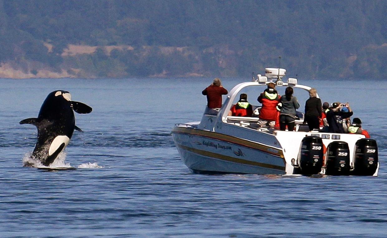 In this July 31, 2015 file photo, an orca leaps out of the water near a whale watching boat in the Salish Sea in the San Juan Islands, Wash.